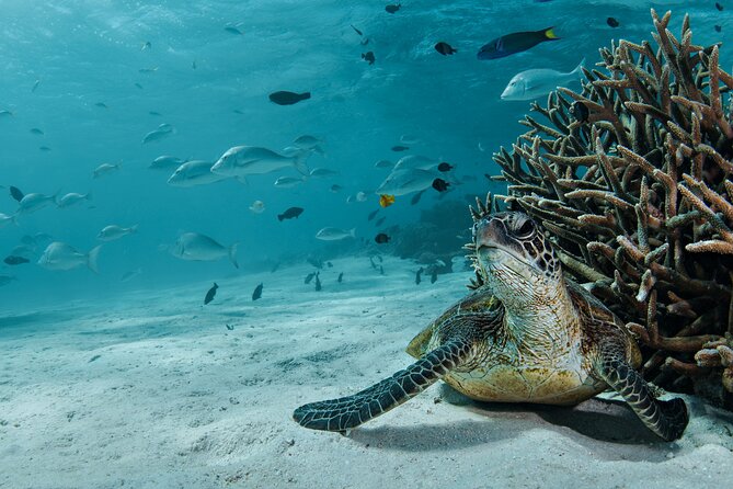5 Night Ningaloo Reef Ningaloo Escape from Coral Bay - Coral Bay to Ningaloo: what this trip really gives you