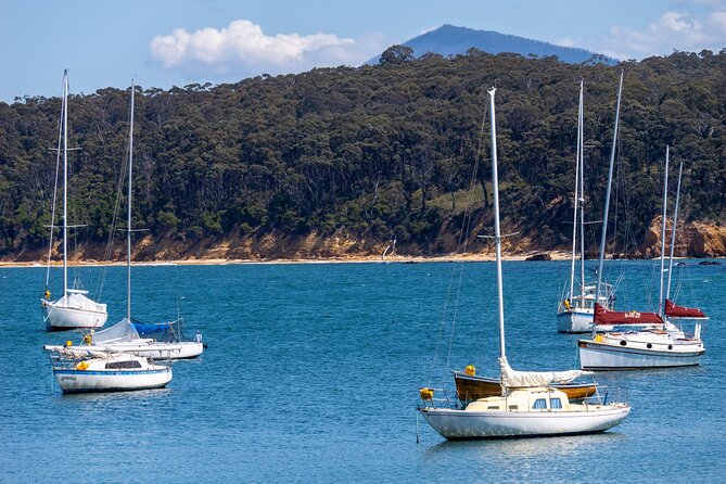 5hr Eden Tour in Nature; Beach, Lookout & National Park - Davidson Whaling Station: try-works, then sand time