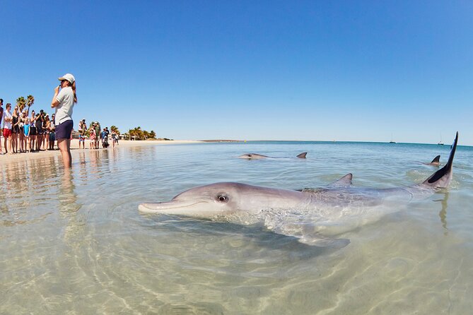 6-Day Coral Coaster from Perth to Exmouth One-Way via Monkey Mia Ningaloo Reef - What This Perth to Exmouth Tour Feels Like on the Ground