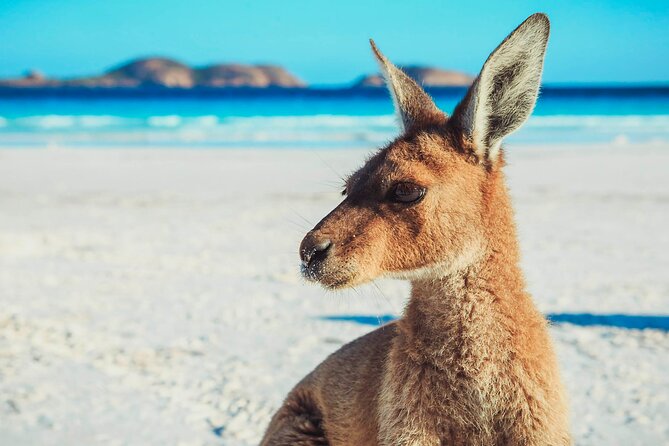 6 Day Esperance & Margaret River Adventure Tour - Wave Rock and Fitzgerald River: granite, cliffs, and wildflowers