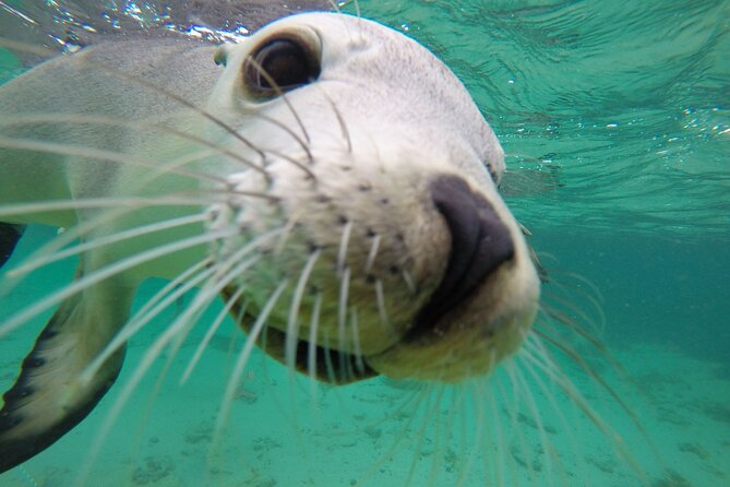 6-Day Eyre Peninsula & Flinders Ranges Adventure Tour - Fisheries Bay Learn-to-Surf: Skill Over Showmanship