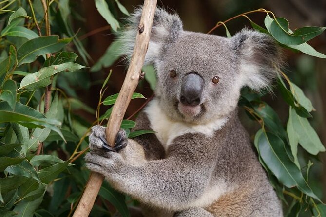 6 Hours Brisbane Private Tour – Popular Sights in One Day - Pickup, drop-off, and how the day stays low-stress