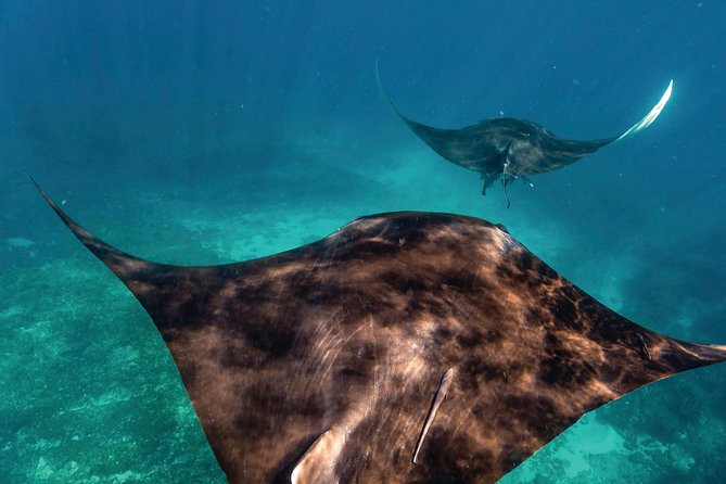 7-Day Exmouth Explorer via Pinnacles Monkey Mia Ningaloo Reef returning to Perth - Key things to know before you go