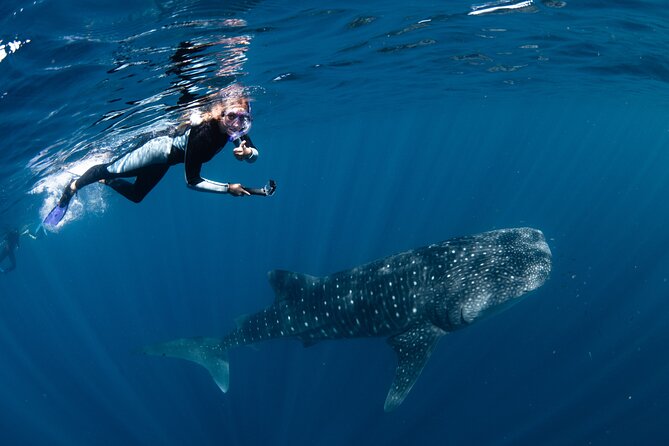 7 Hours Off Peak Whale Shark and Ningaloo Reef Tour in Exmouth - A 7-hour Exmouth day built for whale sharks and Ningaloo Reef