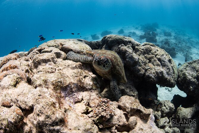 7 Hours Off Peak Whale Shark and Ningaloo Reef Tour in Exmouth - Two snorkel sessions on Ningaloo Reef (and what to watch for)