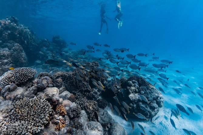 7 Hours Off Peak Whale Shark and Ningaloo Reef Tour in Exmouth - Free photos: why that included perk is worth real money