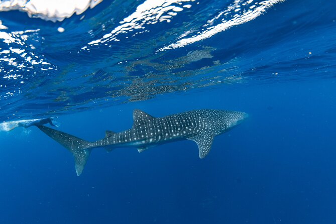 7 Hours Off Peak Whale Shark and Ningaloo Reef Tour in Exmouth - Morning tea, lunch, and an afternoon platter between reef hours