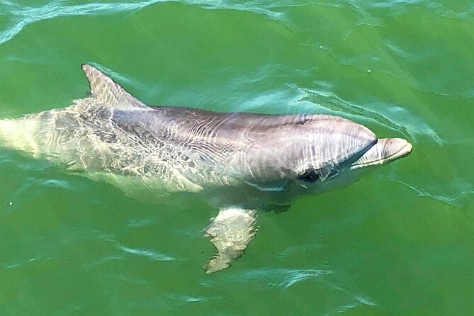 90 Minute Port River Dolphin & Ships Graveyard Cruise - Who This Cruise Fits Best