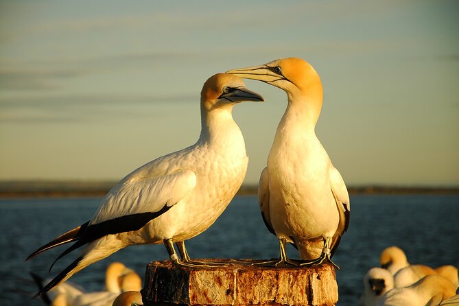90 minute wildlife and scenic cruise - It’s not just wildlife: the Sorrento to Portsea scenery stops
