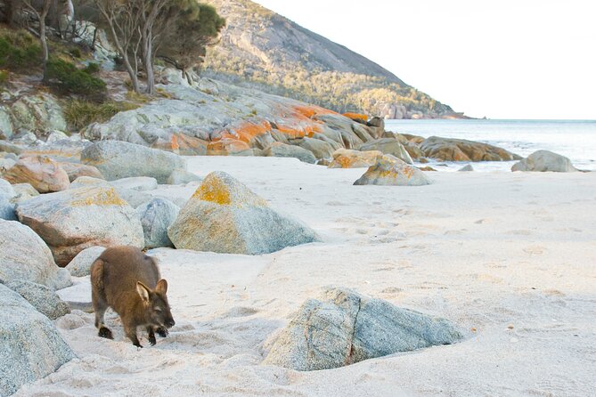 A Day At Wineglass Bay - Leaving Hobart: the Great Eastern Drive rhythm