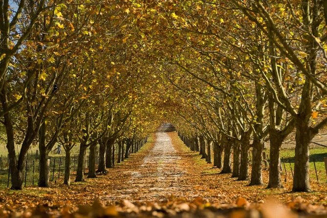A Day In The Vineyards || Luxury Private Winery Tour From Sydney - Boscobel Farm picnic: the day’s calm, country finish