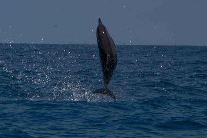 AAA Noosa National Park Tour and Dolphin Safari Whalesongsnoosa - Dolphins, turtles, jellyfish, and the patience factor
