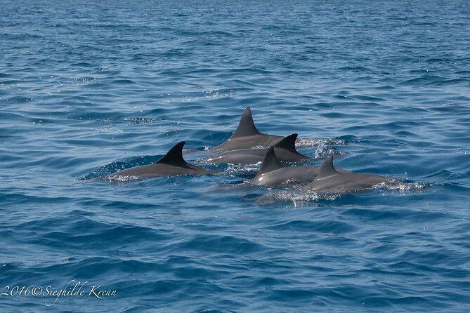 AAA Noosa National Park Tour and Dolphin Safari Whalesongsnoosa - Timing, weather, and why the start time is a sweet spot