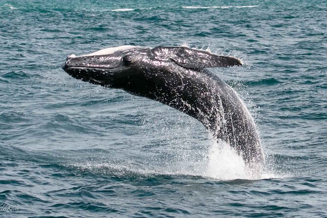 AAA NOOSA Whale watching experience in Noosa Whalesongsnoosa - Key takeaways before you go