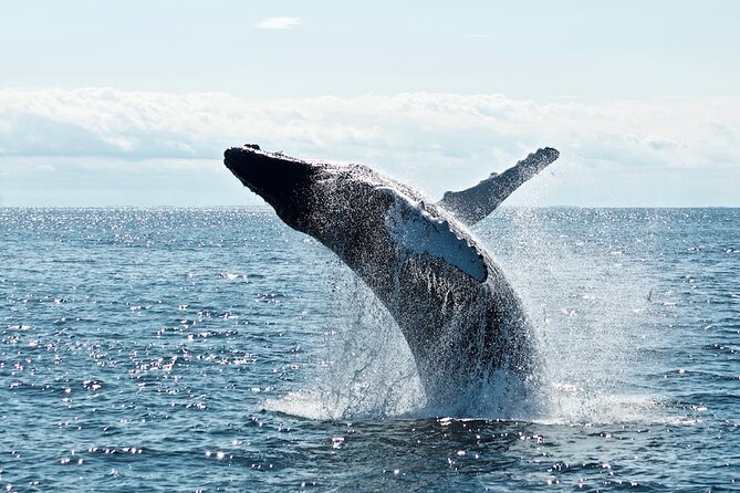 AAA NOOSA Whale watching experience in Noosa Whalesongsnoosa - Your 2-hour route around Noosa Heads and Sunshine Beach