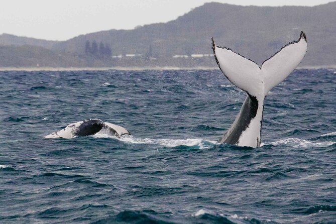 AAA NOOSA Whale watching experience in Noosa Whalesongsnoosa - What you’ll actually do on the water (and why the waiting matters)