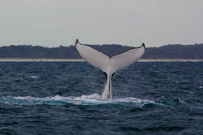 AAA NOOSA Whale watching experience in Noosa Whalesongsnoosa - Price and value: is $82.48 a fair deal for Noosa whale watching?