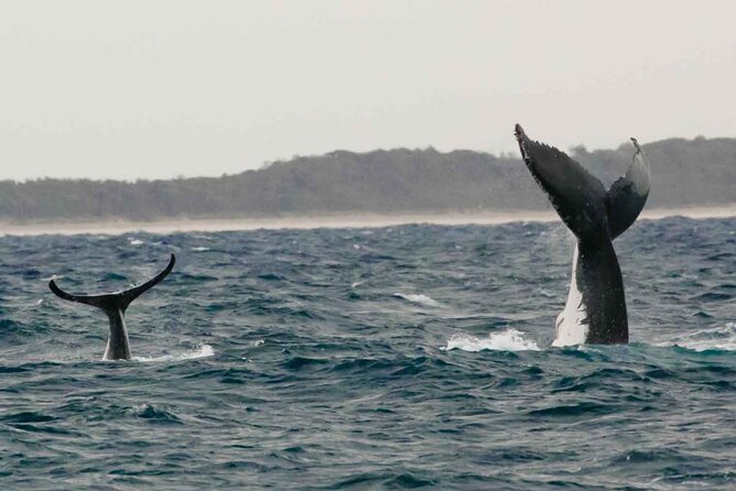 AAA NOOSA Whale watching experience in Noosa Whalesongsnoosa - Who should book this tour in Noosa (and who should think twice)