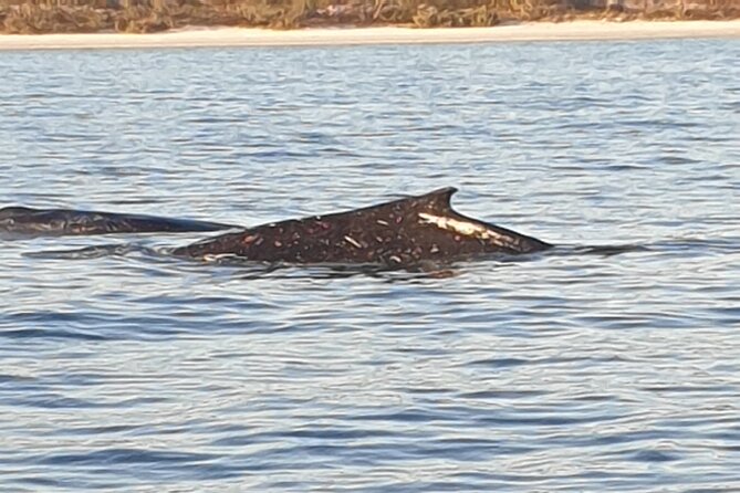 AAA NOOSA Whale watching experience in Noosa Whalesongsnoosa - Practical tips for a smoother whale watching day