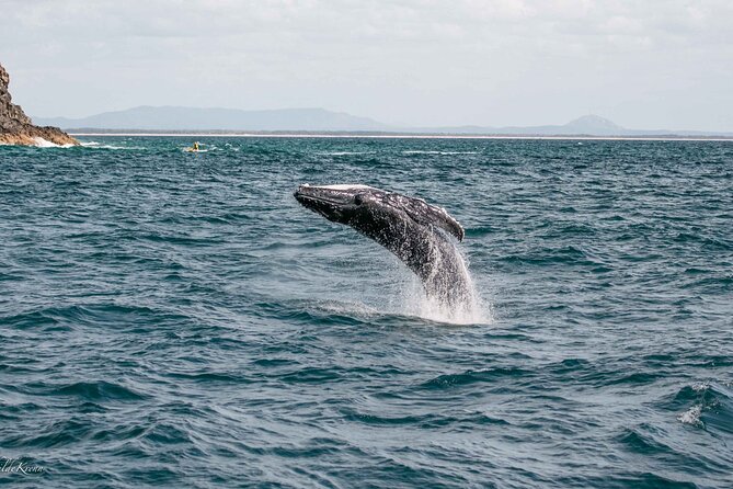 AAA NOOSA Whale watching experience in Noosa Whalesongsnoosa - Should you book Whalesongs Noosa whale watching?