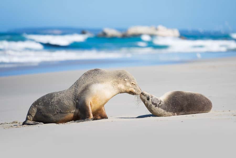 Adelaide: 3-Day Kangaroo Island Adventure Tour with Camping - Honey farm and eucalyptus oil: the island flavors you’ll actually remember