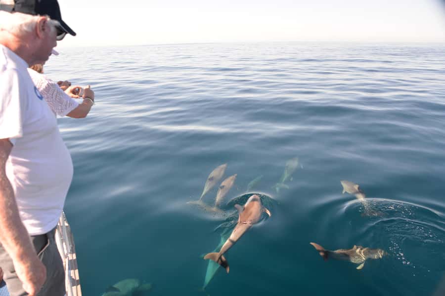 Adelaide: 4-Hour Guaranteed Wild Dolphin Watching Cruise - Quick hits before you go