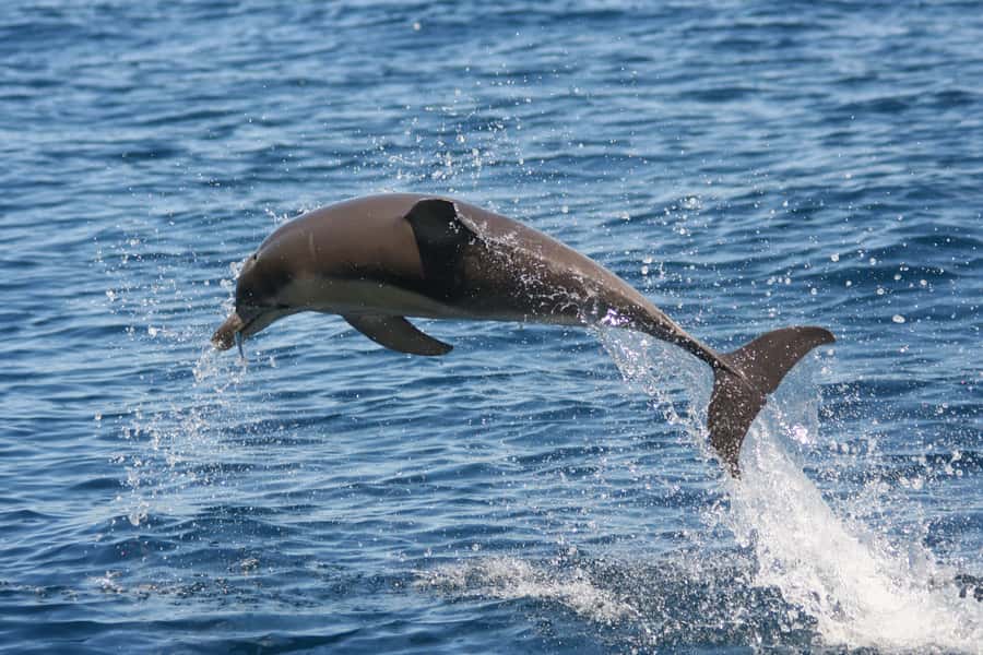 Adelaide: 4-Hour Guaranteed Wild Dolphin Watching Cruise - Practical tips that will save you comfort (and frustration)