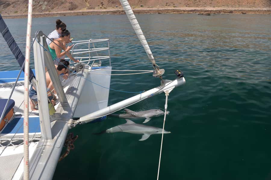 Adelaide: 4-Hour Guaranteed Wild Dolphin Watching Cruise - The money-back guarantee: how it changes the value of your day