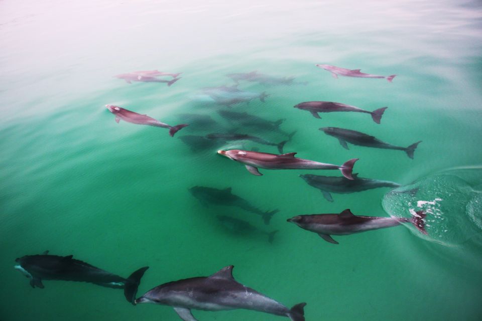 Adelaide: 4-Hour Guaranteed Wild Dolphin Watching Cruise - The Adelaide coastline part: it’s not just about dolphins