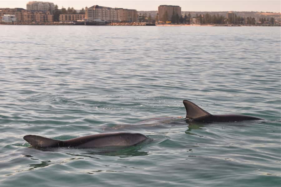 Adelaide: 4-Hour Guaranteed Wild Dolphin Watching Cruise - After the cruise: what to do with the rest of your time in Glenelg