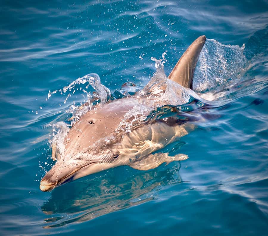 Adelaide: 4-Hour Guaranteed Wild Dolphin Watching Cruise - Price and value: is $63 per person worth it?