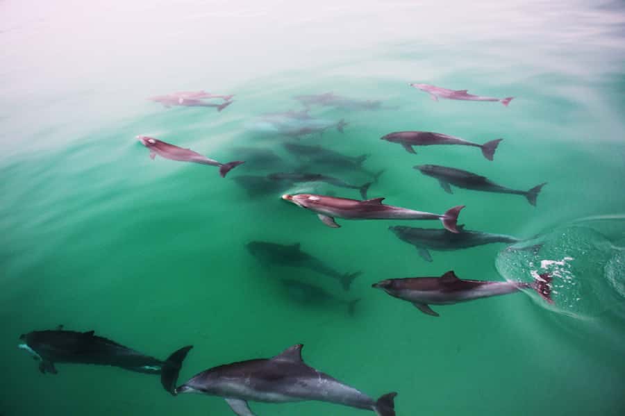 Adelaide: 4-Hour Guaranteed Wild Dolphin Watching Cruise - The Temptation catamaran: where you’ll sit and what that means for spotting dolphins