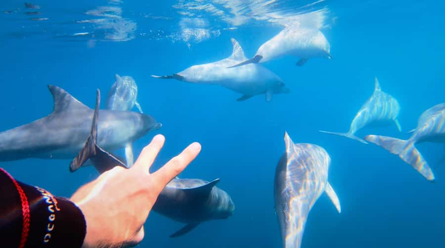 Adelaide: 4-Hour Swimming with Dolphins Experience - Glenelg start: finding the boat and setting up right