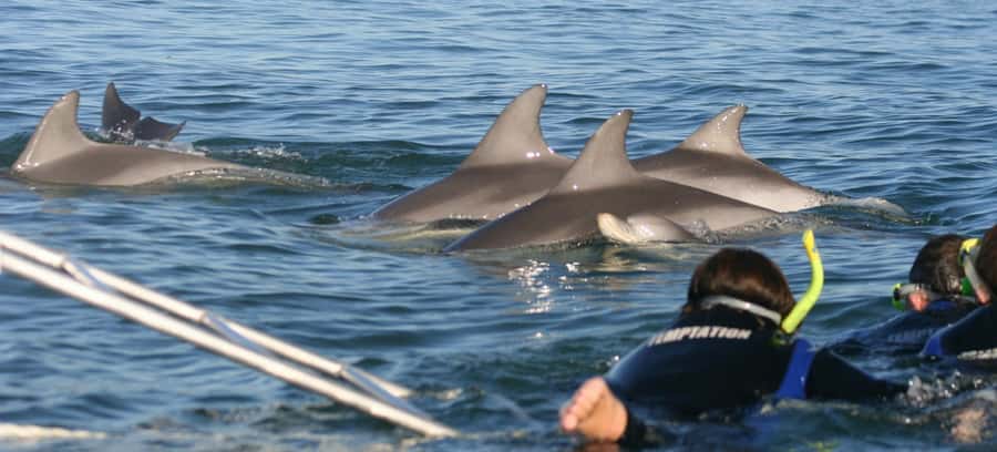 Adelaide: 4-Hour Swimming with Dolphins Experience - Snorkel time: wetsuit, mask, and how you’ll actually swim