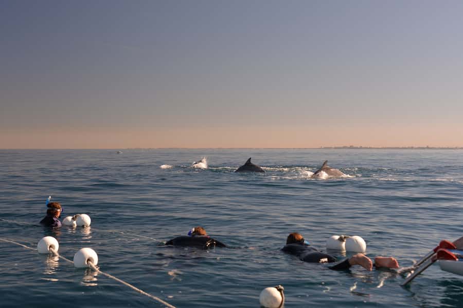 Adelaide: 4-Hour Swimming with Dolphins Experience - Wild dolphins on their schedule: what ethical really looks like