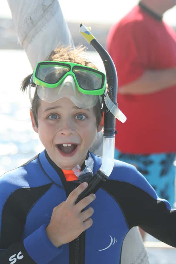 Adelaide: 4-Hour Swimming with Dolphins Experience - Front vs back swims and how to maximize your best views