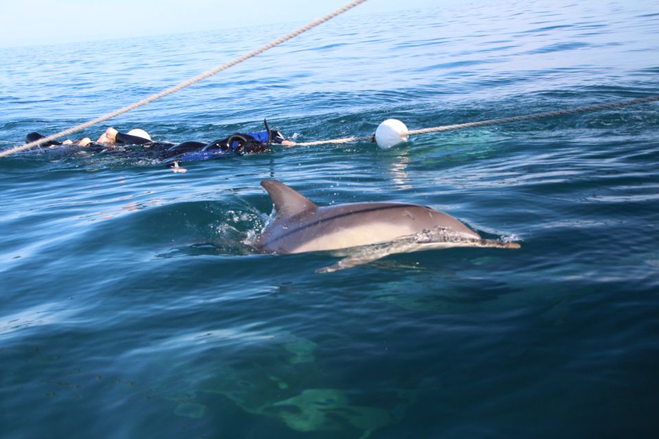 Adelaide: 4-Hour Swimming with Dolphins Experience - Sea conditions, comfort, and what to pack beyond the basics