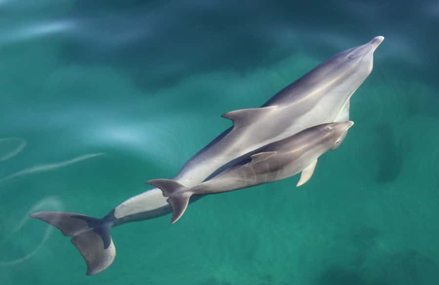 Adelaide: 4-Hour Swimming with Dolphins Experience - Price and value: is $105 worth swimming with wild dolphins?
