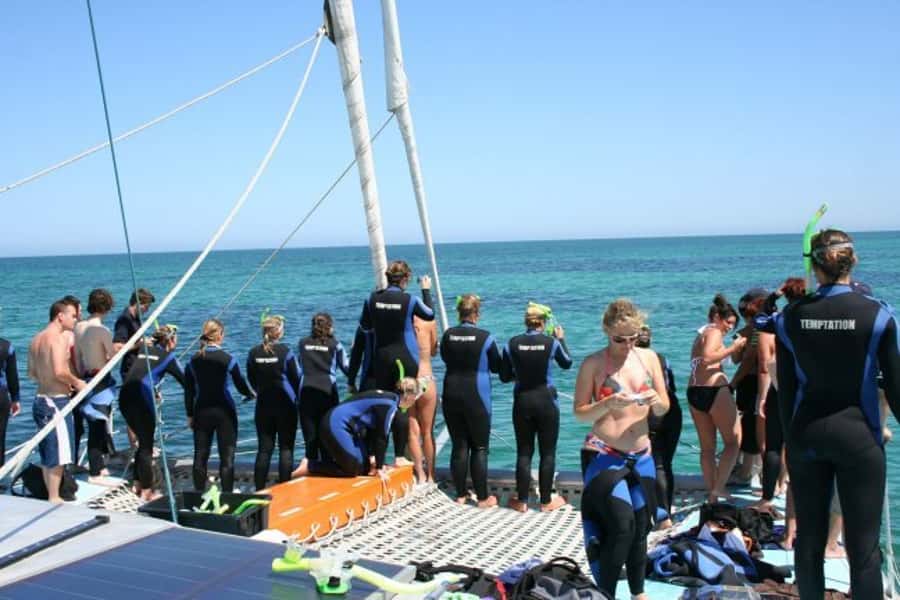 Adelaide: 4-Hour Swimming with Dolphins Experience - Who should book, and who should skip it