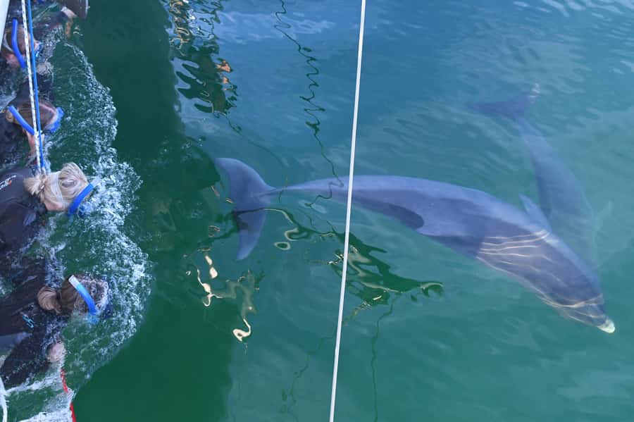 Adelaide: 4-Hour Swimming with Dolphins Experience - Cruising with purpose on the Temptation catamaran
