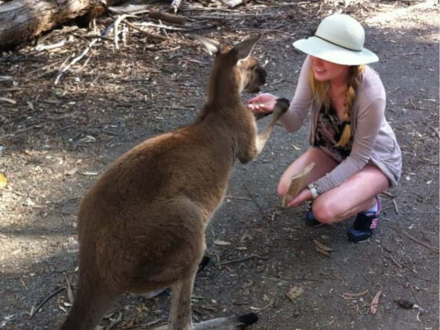 Adelaide: Barossa Day Out: Wines, Brewery, Chocolate & Lunch - Tanunda time: browse, coffee, souvenirs, and take your own pace