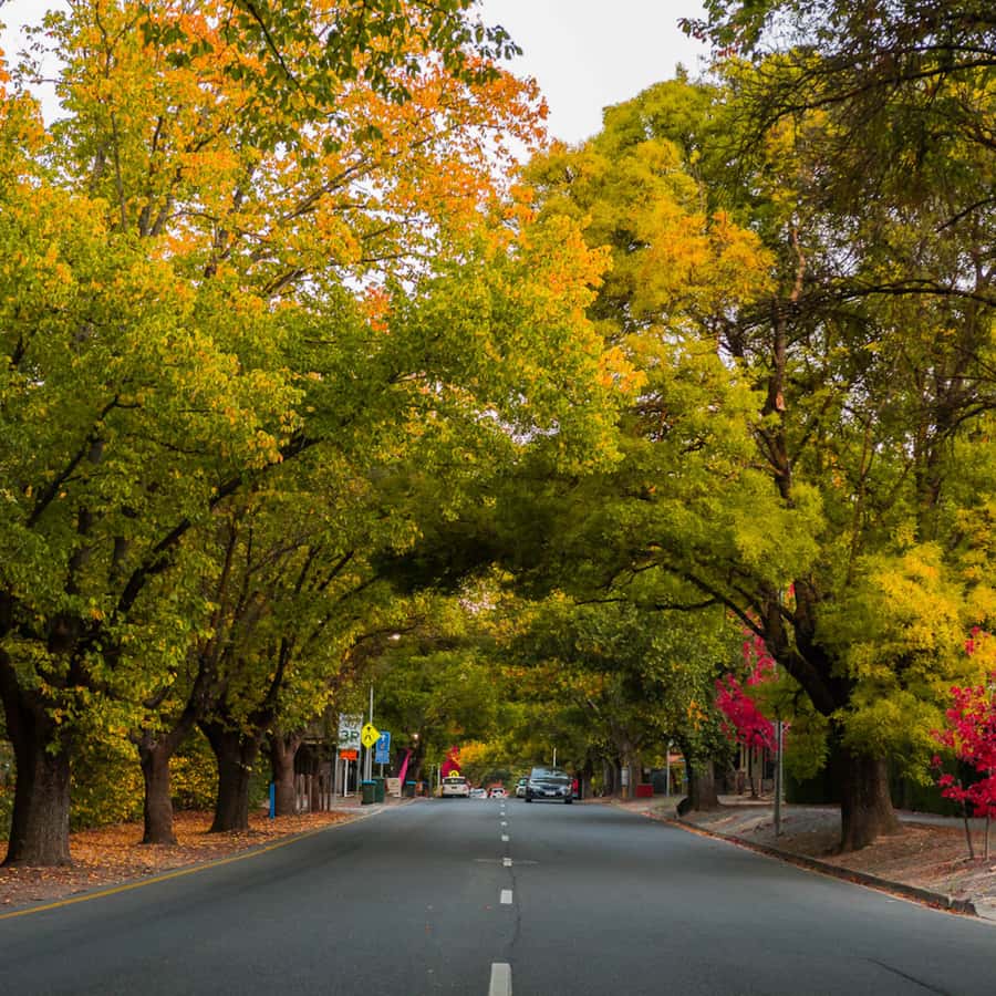 Adelaide: City Highlights and Hahndorf Tour with Pickup - How the tour flows in real life (4 hours, two very different moods)