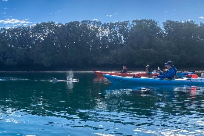 Adelaide Dolphin Sanctuary and Ships Graveyard Kayak Tour - Port River dolphins and shipwrecks, from a kayak