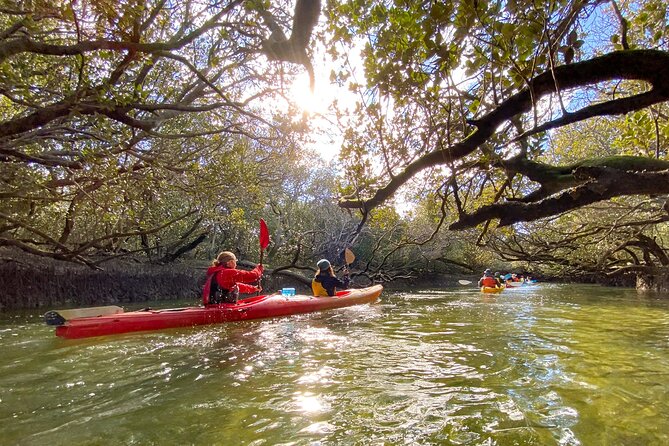 Adelaide Dolphin Sanctuary and Ships Graveyard Kayak Tour - What to bring (so you don’t end up improvising)