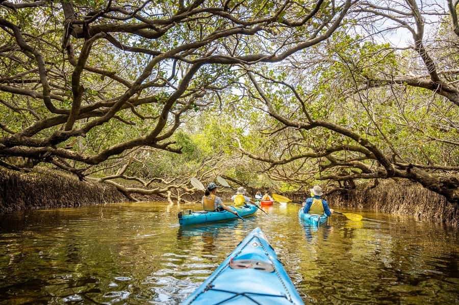 Adelaide: Dolphin Sanctuary Mangroves Kayak Tour - Key highlights you should know before you go