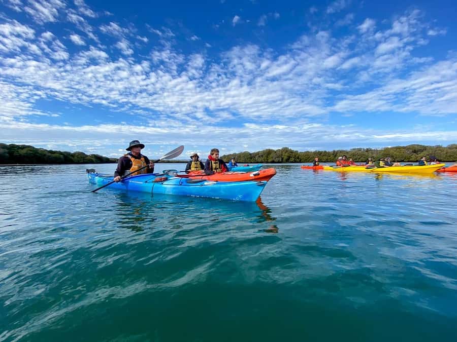 Adelaide: Dolphin Sanctuary Mangroves Kayak Tour - Garden Island meet-up and your kayak setup on Port River