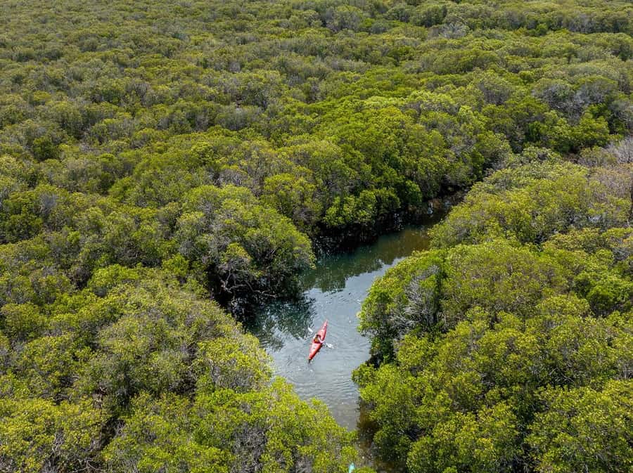 Adelaide: Dolphin Sanctuary Mangroves Kayak Tour - Mangrove creeks, wildlife spotting, and what “Port River Dolphins” means here