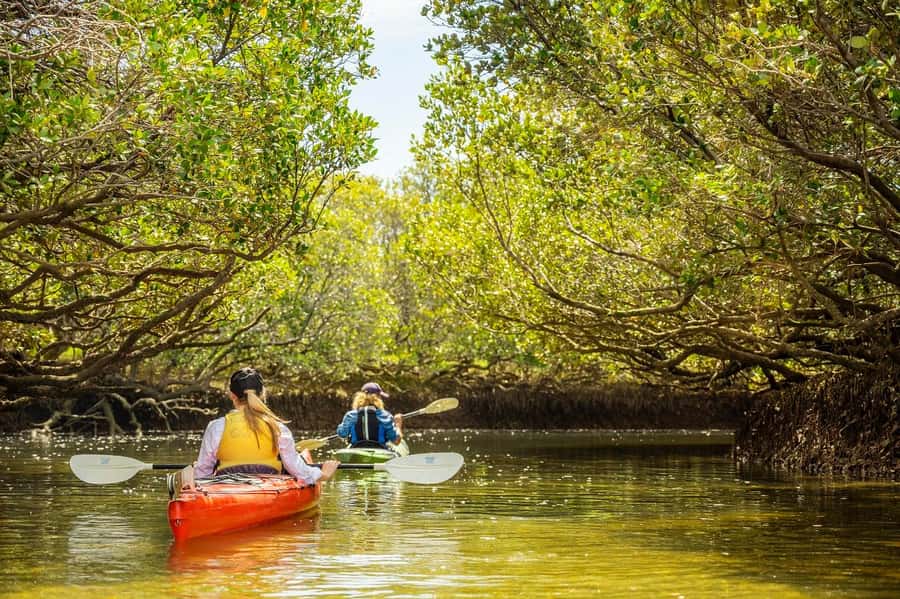 Adelaide: Dolphin Sanctuary Mangroves Kayak Tour - Who this tour suits best (and who should sit this one out)