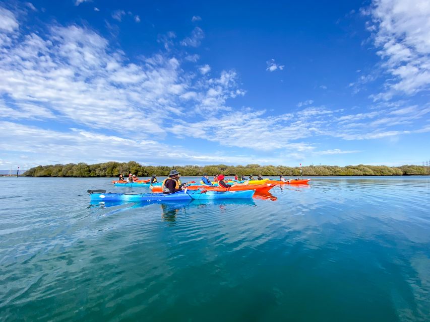 Adelaide: Dolphin Sanctuary Mangroves Kayak Tour - Price and value: is $38 worth it for Adelaide’s dolphins?