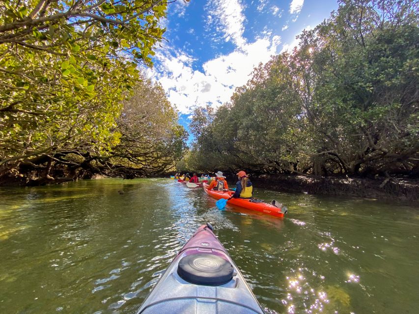 Adelaide: Dolphin Sanctuary Mangroves Kayak Tour - FAQ